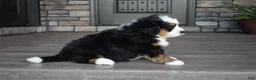 Mini Bernedoodle dogs for sale: Jax - Ad 13