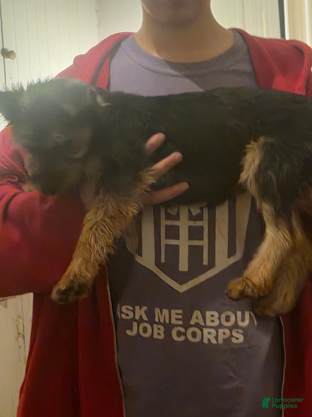 Mixed Breed dogs for sale: Mia - Ad 2