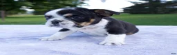 Beabull dogs for sale: Hope - Ad 4
