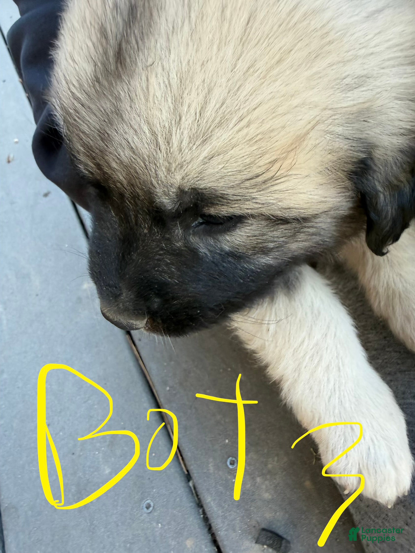 Mixed Breed dogs Boy 3 - Ad 2