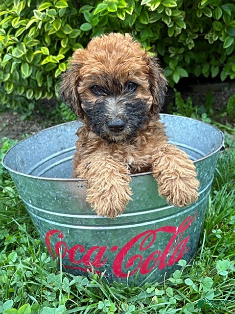 Whoodle dogs Harlow - Ad 1