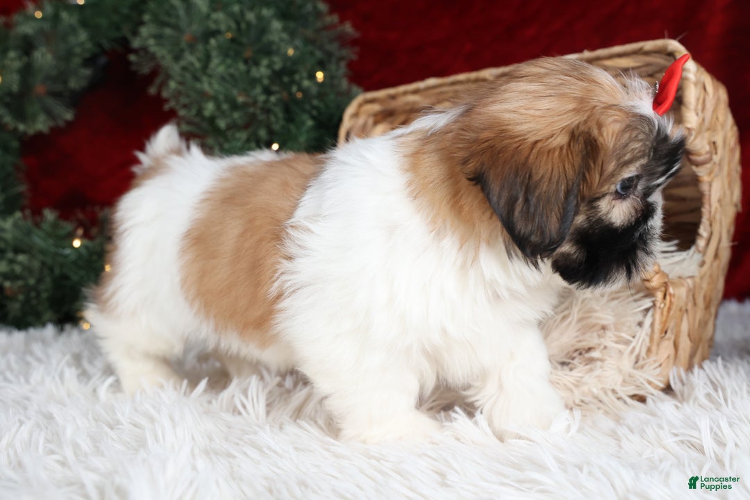Shih Tzu dogs for sale: Joey - Ad 18