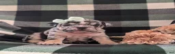 English Bulldog dogs for sale: Trixie - Ad 1