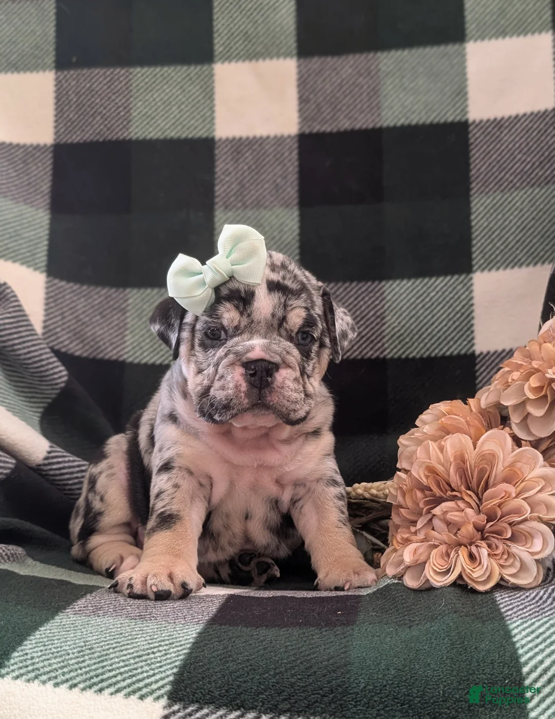 English Bulldog dogs for sale: Trixie - Ad 1