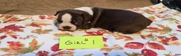 Boston Terrier dogs for sale: Boston Terrier 3 - Ad 5