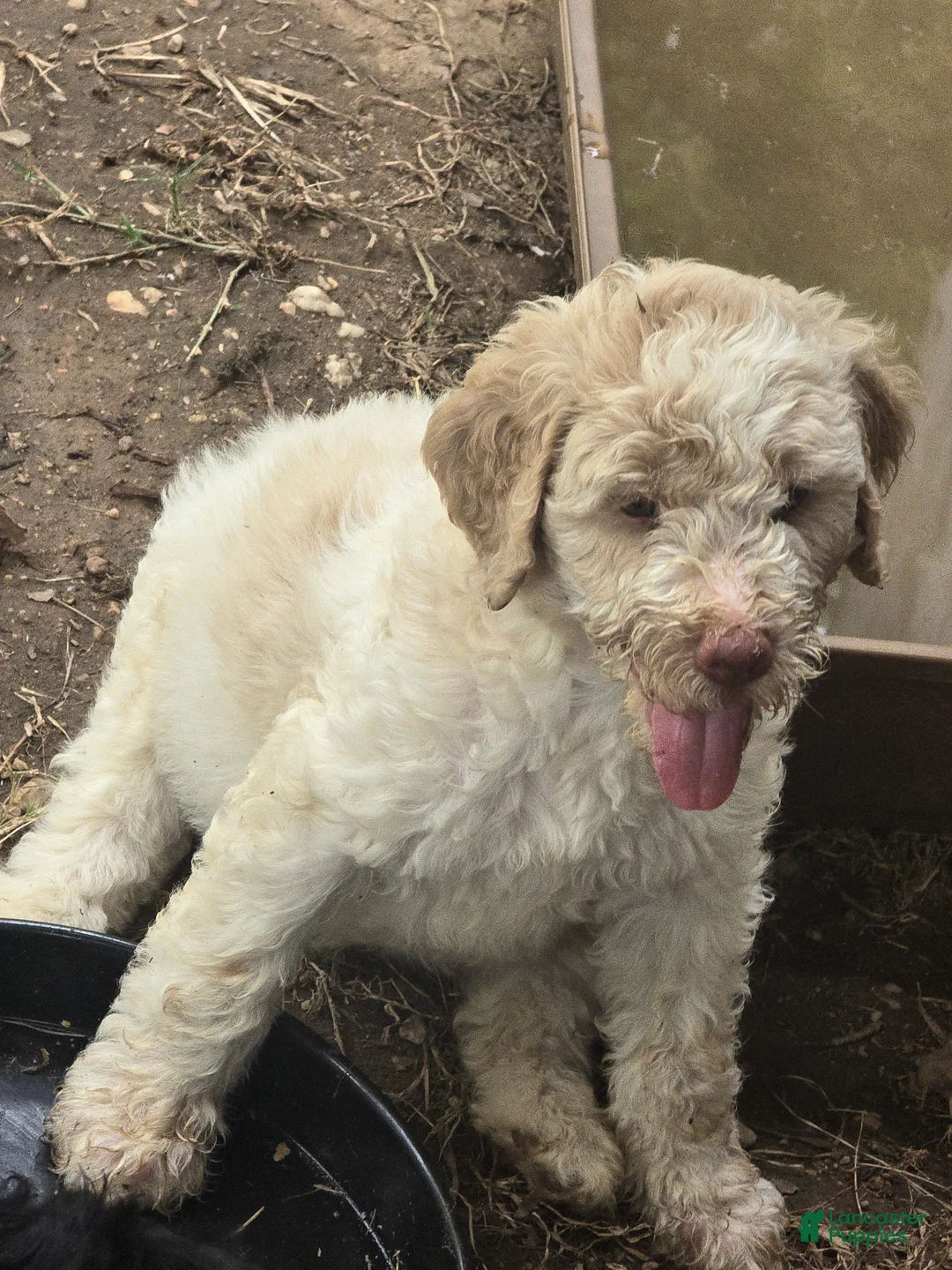 Goldendoodle dogs for sale: Goldendoodle 5 - Ad 2