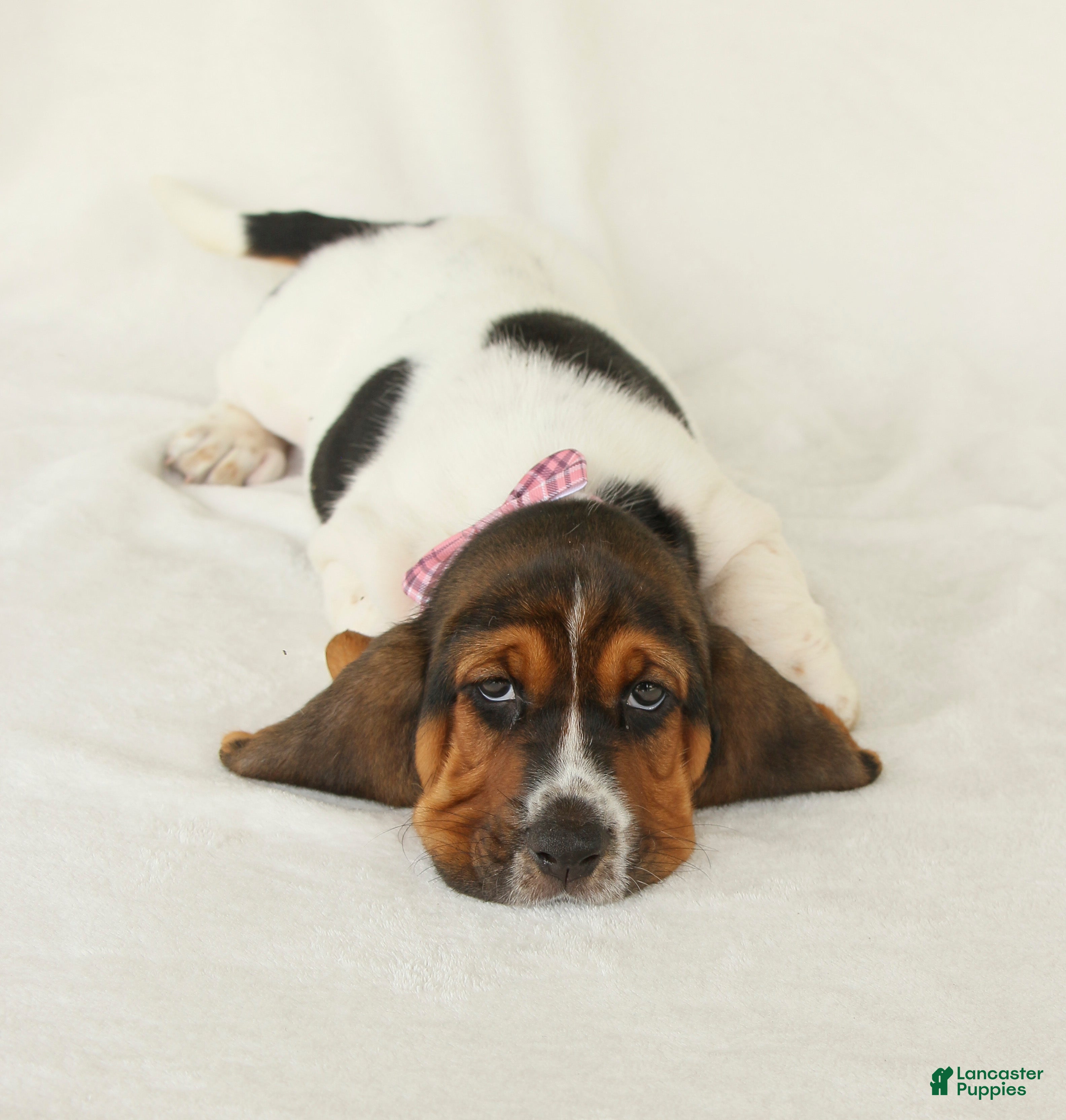 Basset Hound dogs Allie - Ad 1