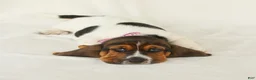 Basset Hound dogs for sale: Allie - Ad 1