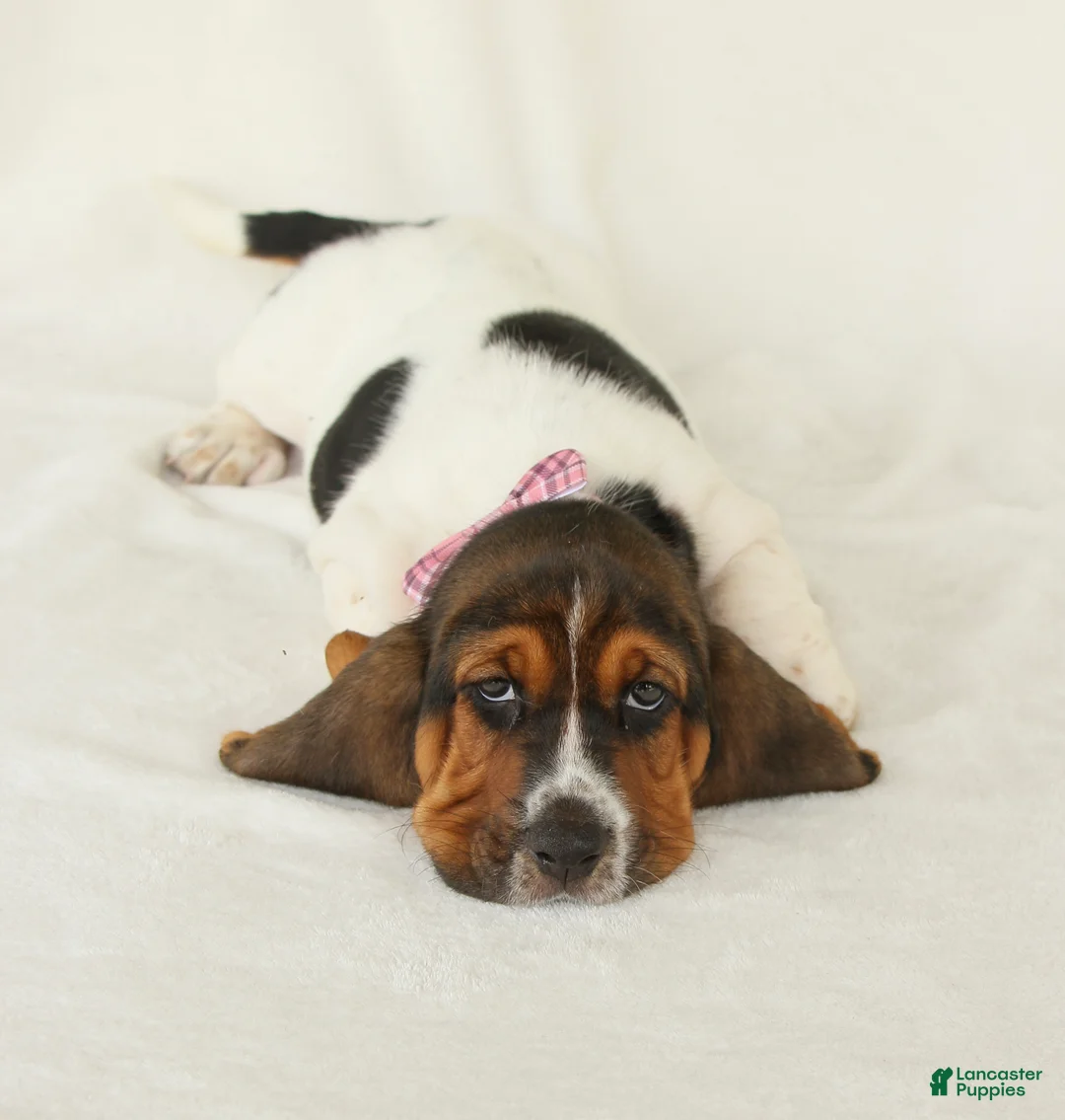 Basset Hound dogs for sale: Allie - Ad 1