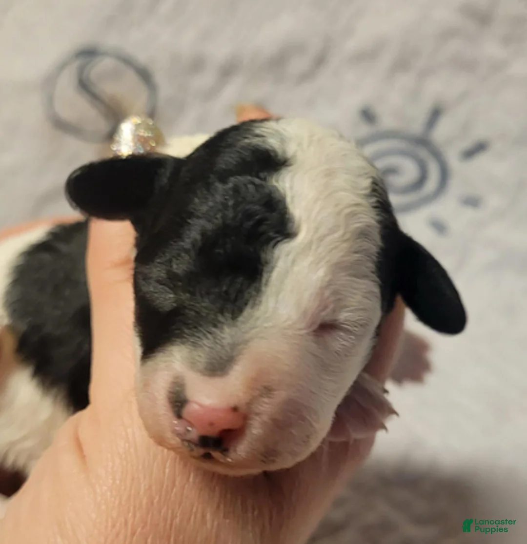 Goldendoodle dogs for sale: Daisy - Ad 1