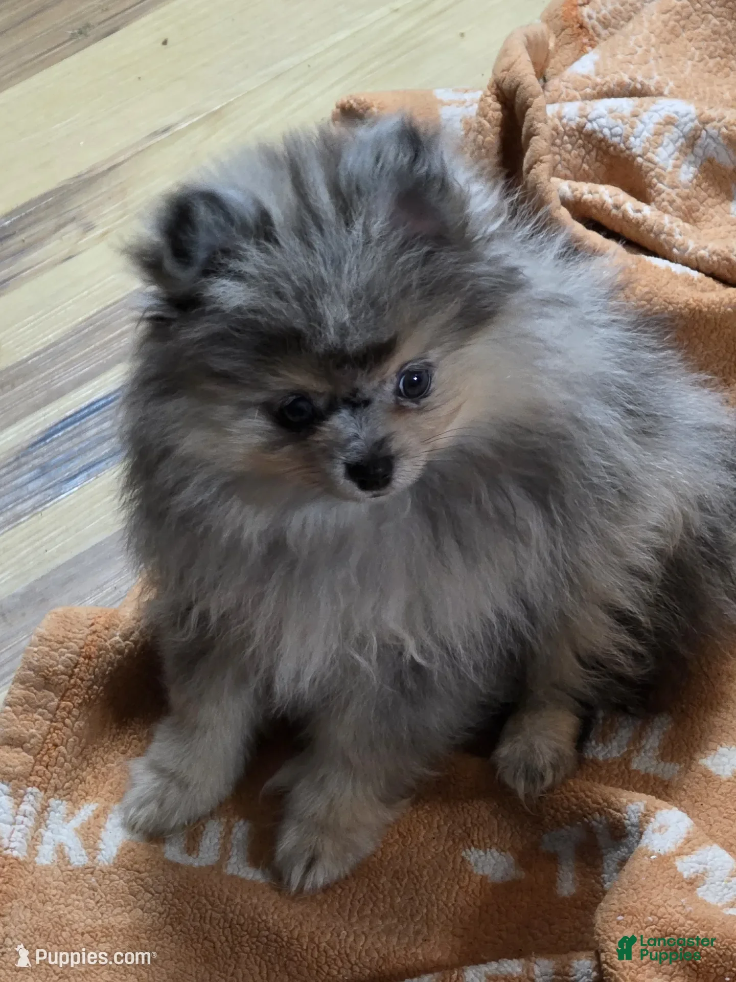 Pomeranian dogs Akc Jenny  - Ad 33