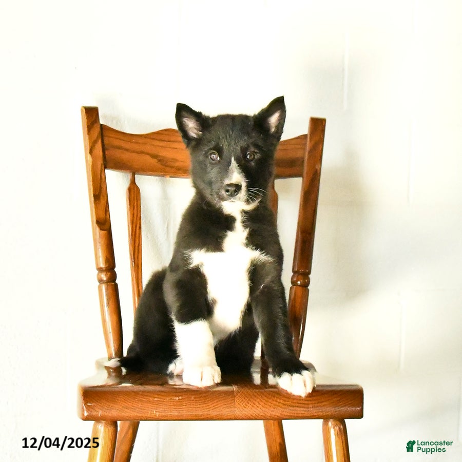 Mixed Breed dogs Olivia - Ad 10