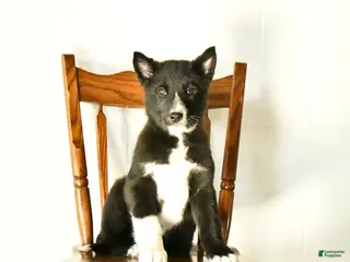 Mixed Breed dogs Olivia - Ad 8