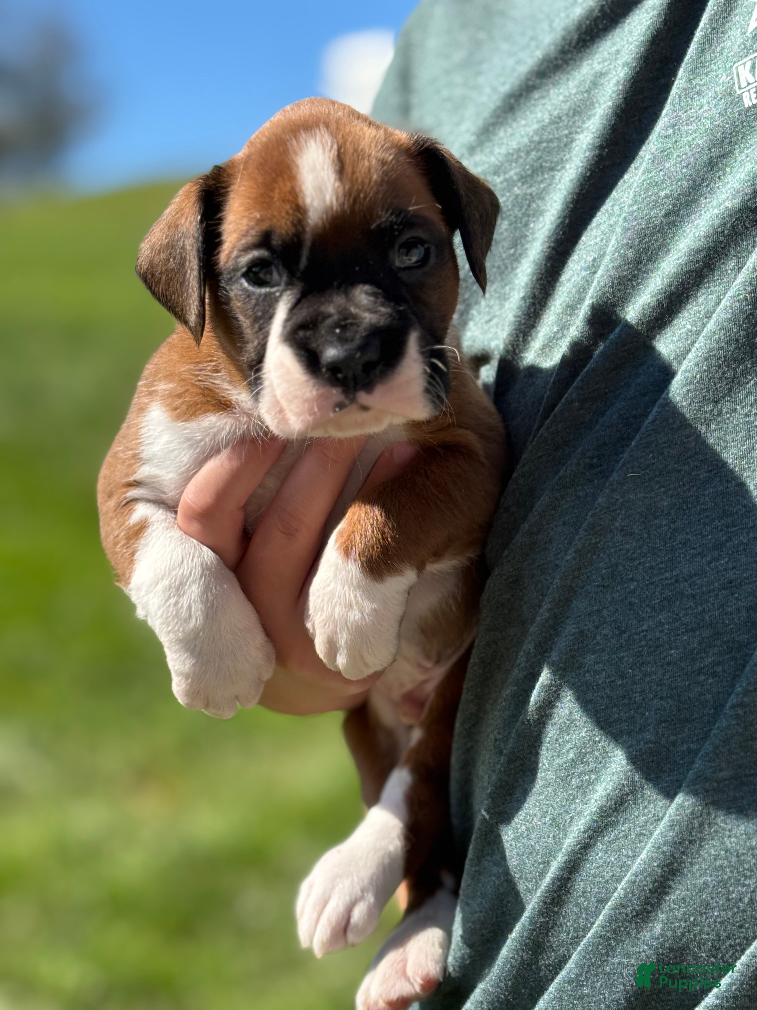Boxer dogs Snoppy - Ad 1