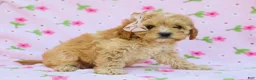 Cavapoo dogs for sale: Ida F1B Cavapoo Pup - Ad 4