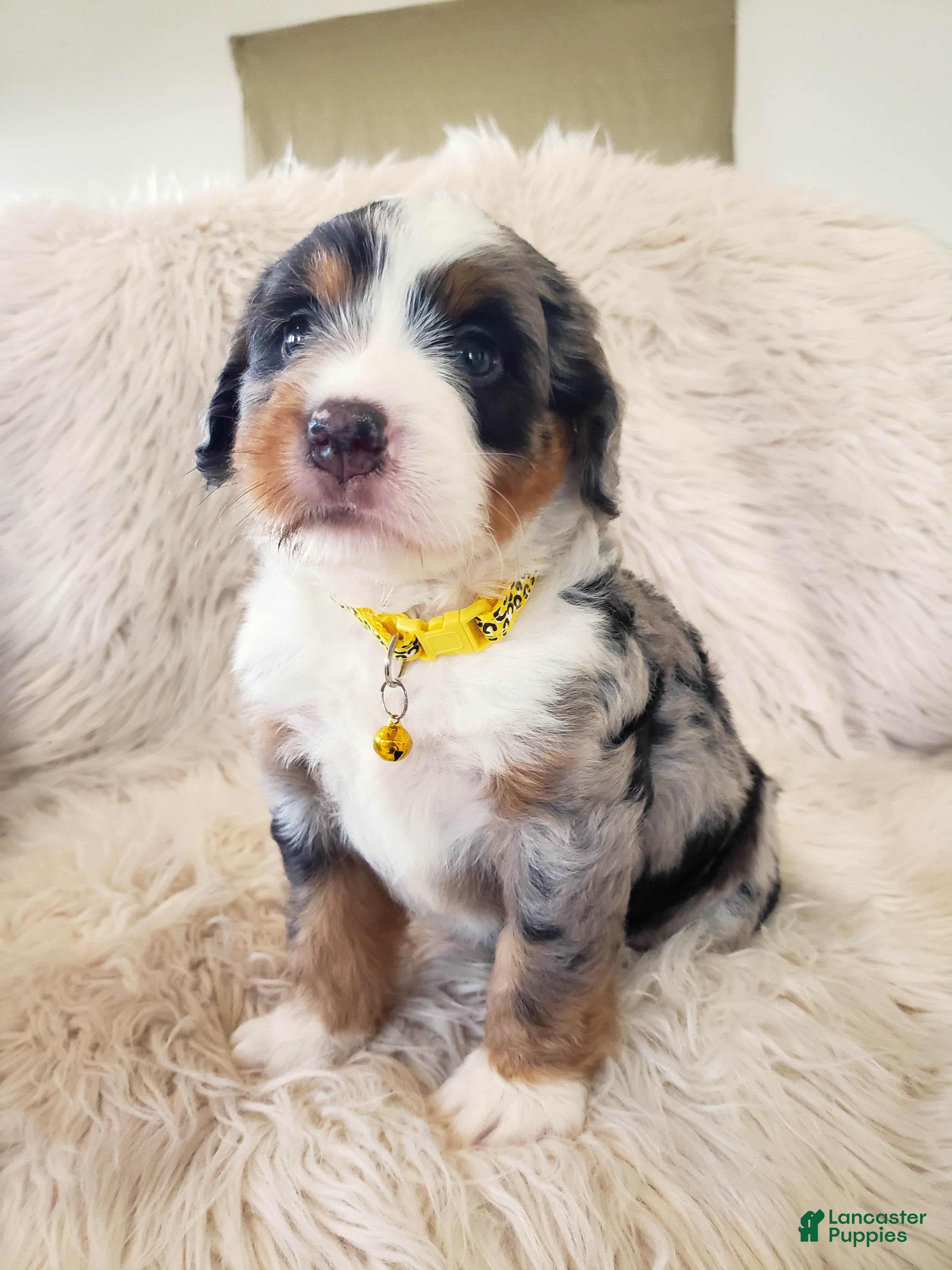 Mini Bernedoodle dogs RIO - Ad 1