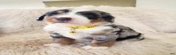 Mini Bernedoodle dogs for sale: RIO - Ad 5