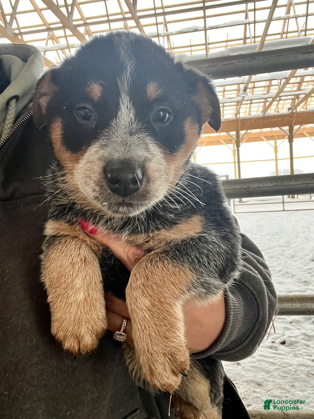 Australian Cattle Dog dogs for sale: Bubba - Ad 2