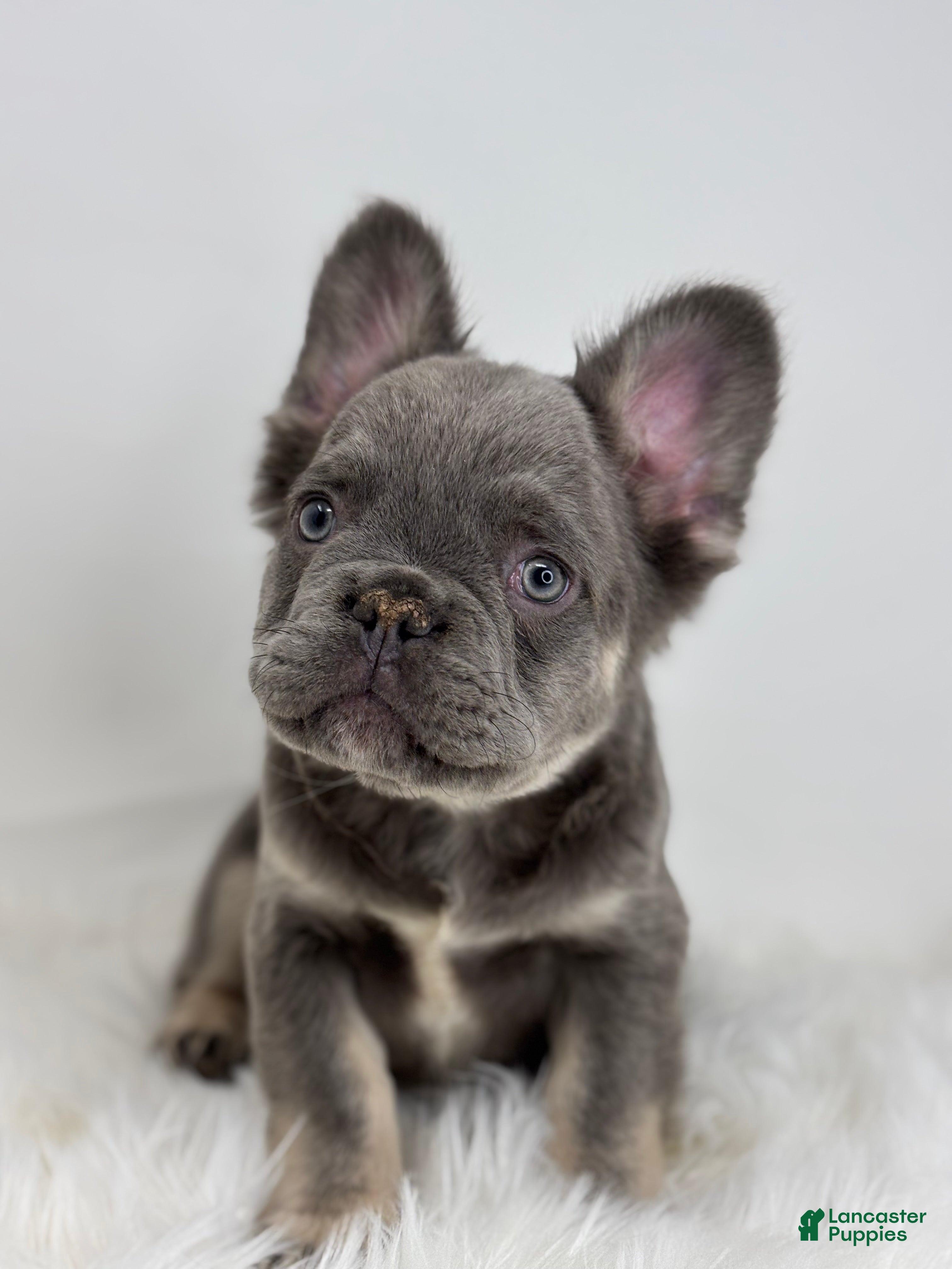 French Bulldog dogs Peter - Ad 1