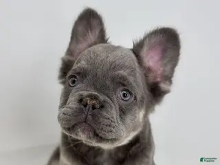 French Bulldog dogs Peter - Ad 1