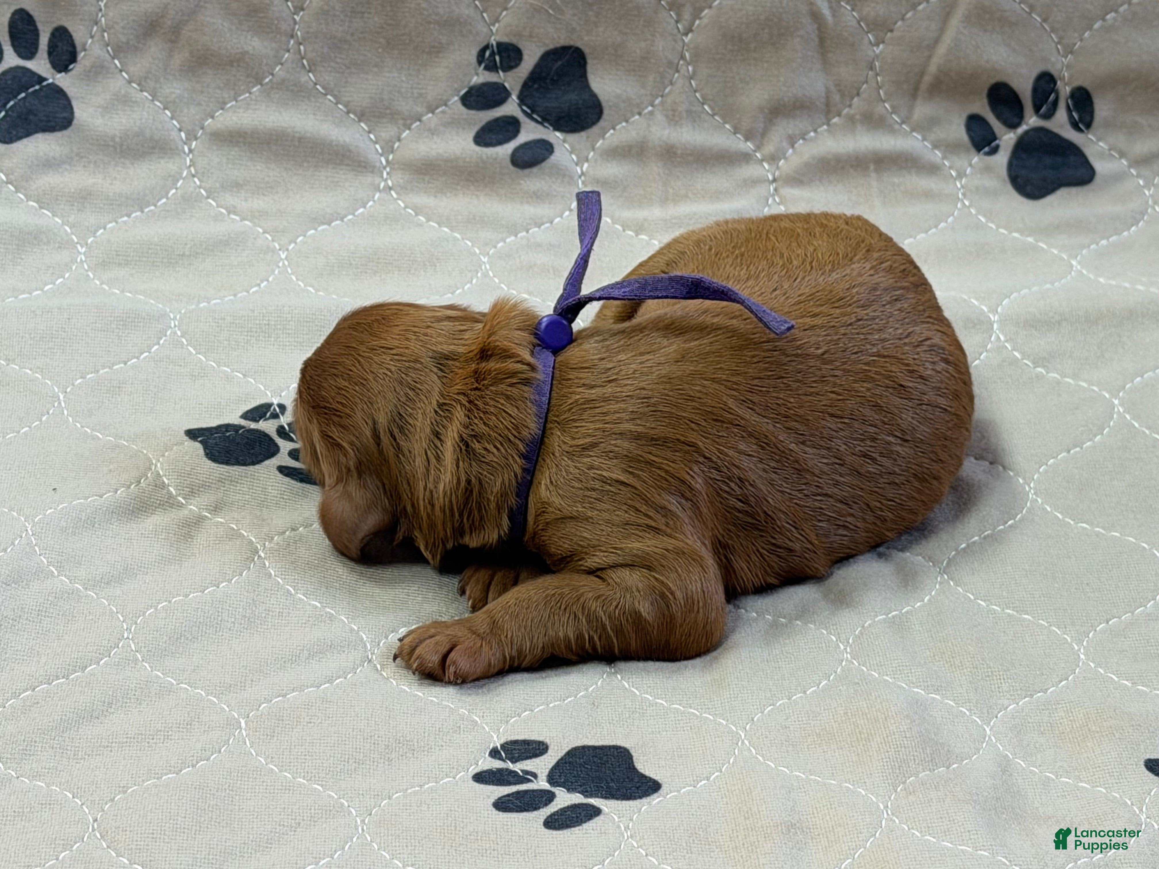 Goldendoodle dogs Purple - Goldendoodle Puppy 8 - Ad 2