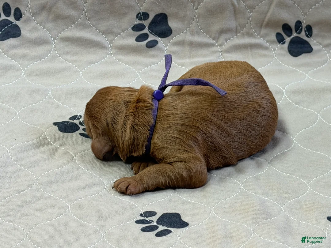 Goldendoodle dogs for sale: Purple - Goldendoodle Puppy 8 - Ad 2