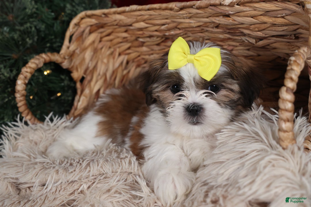Shih Tzu dogs for sale: Norrie - Ad 24
