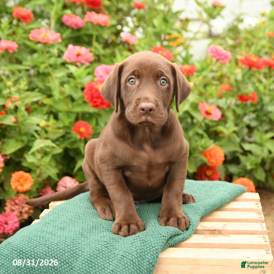 Labrador Retriever dogs Krew - Ad 1