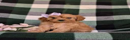 Cavapoo dogs for sale: Norah - Ad 1