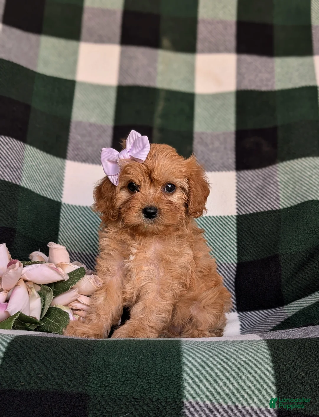 Cavapoo dogs for sale: Norah - Ad 1