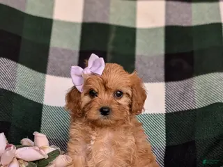 Cavapoo dogs for sale: Norah - Ad 2