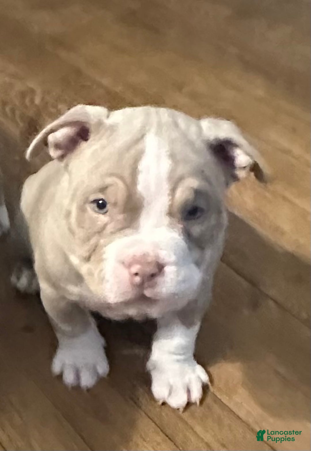 American Bully dogs for sale: American Bully Puppy 1 - Ad 7