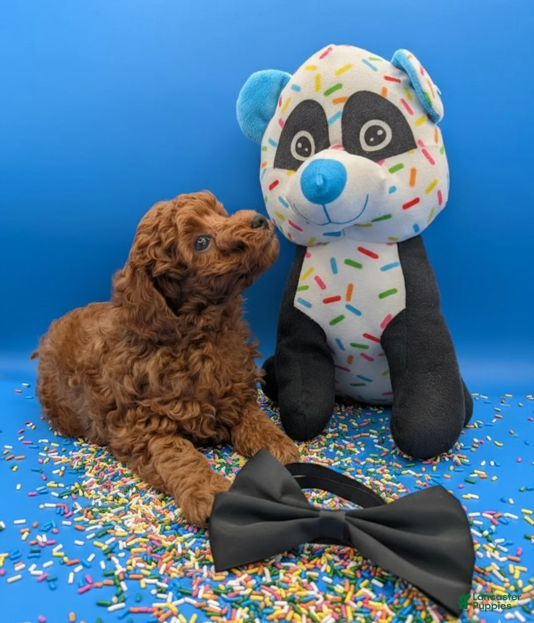 Toy Poodle dogs for sale: Oliver 🖤 - Ad 4