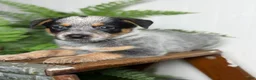 Australian Cattle Dog dogs for sale: Bodie - Ad 3