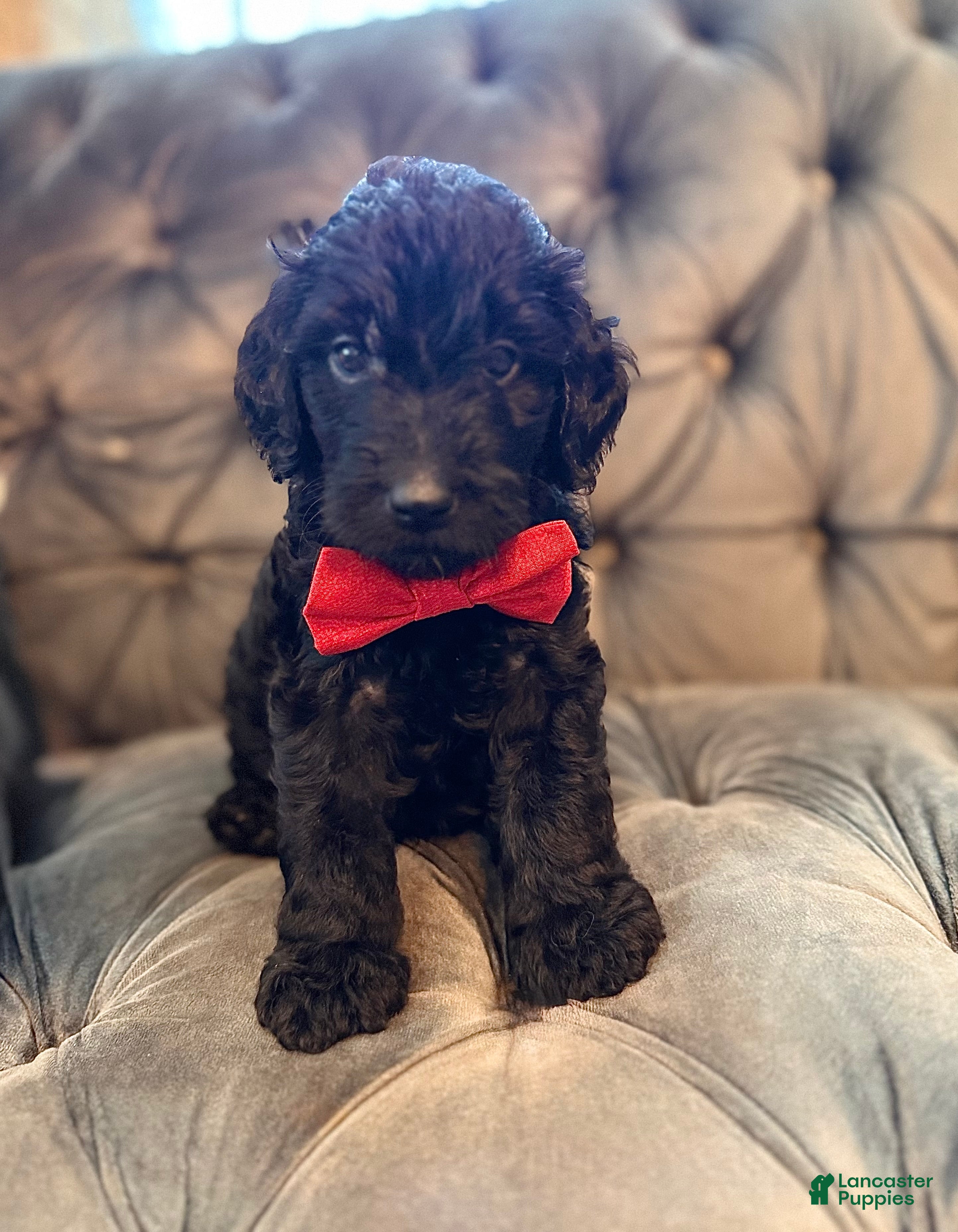 Goldendoodle dogs Pink - Ad 8