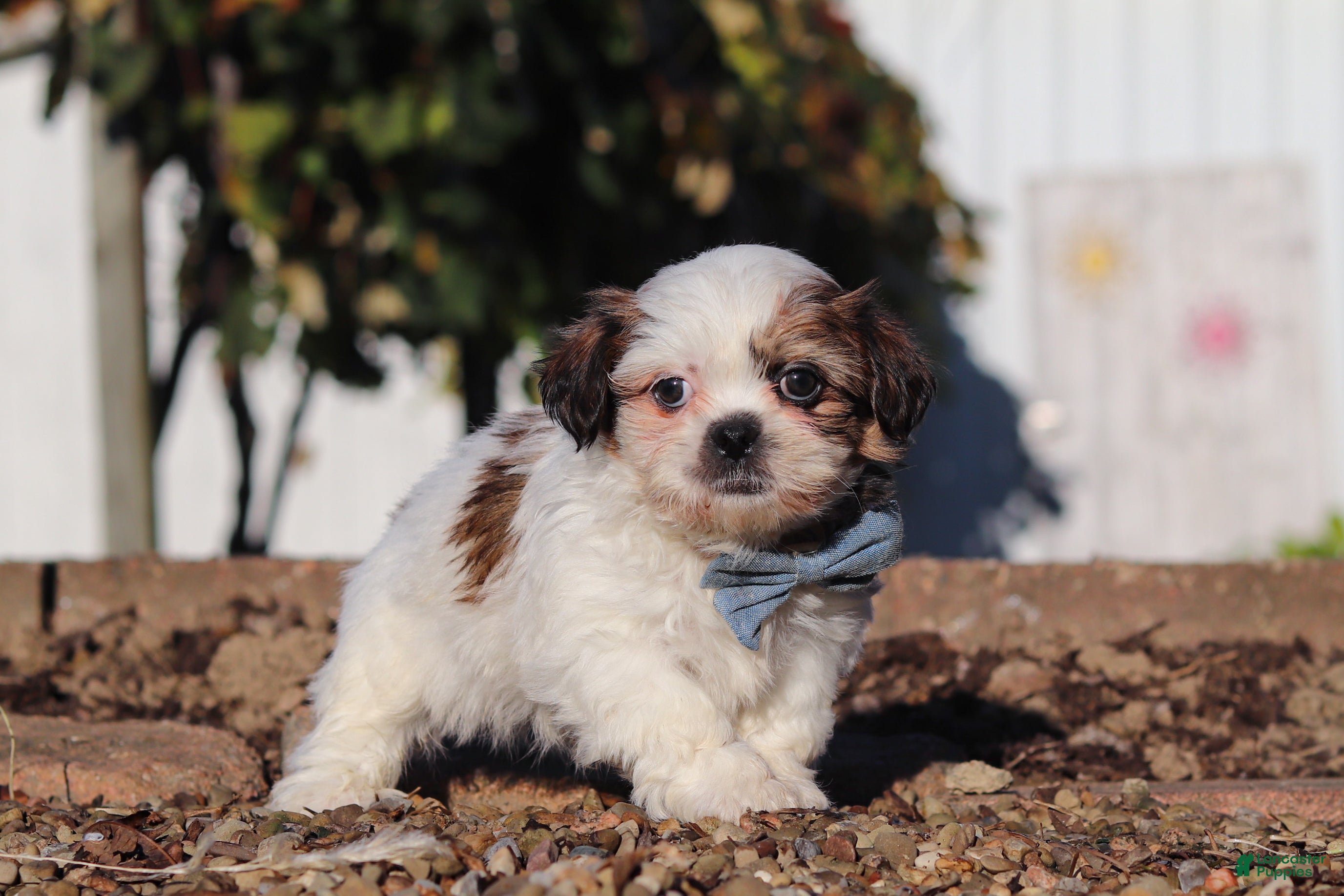 Shih Tzu dogs James - Ad 1