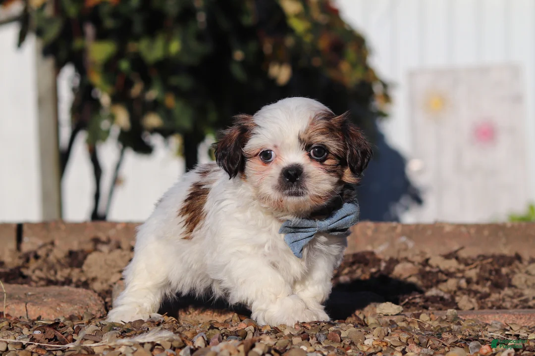 Shih Tzu dogs for sale: James - Ad 1