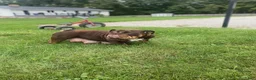 English Bulldog dogs for sale: Walter  - Ad 6