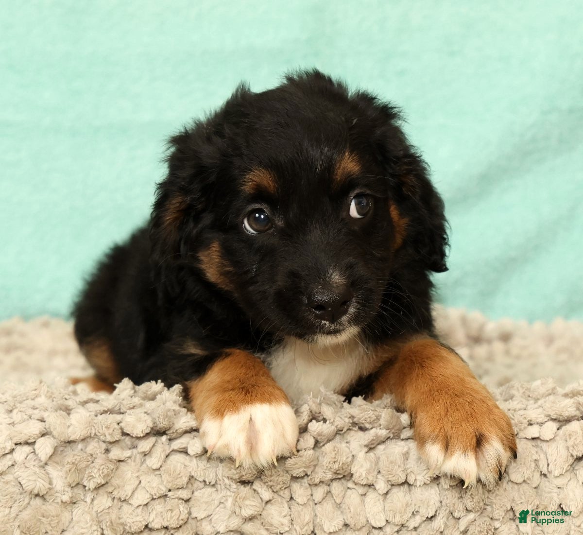 Mini Aussiedoodle dogs Larry - Ad 1