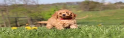 Miniature Labradoodle dogs for sale: Tigger - Ad 1