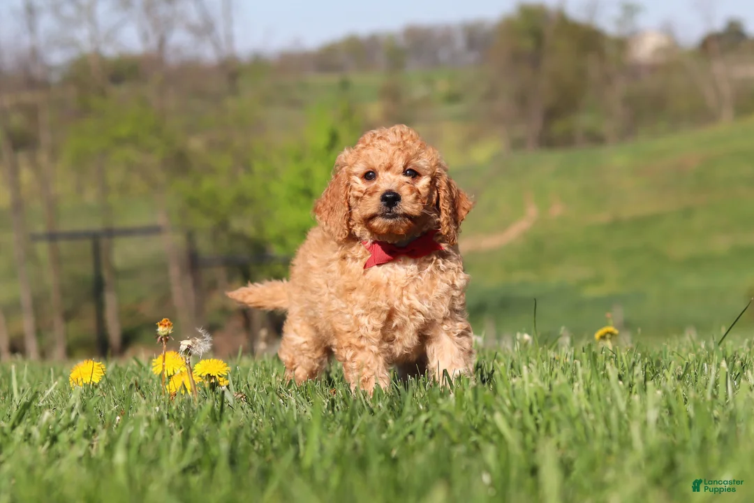 Miniature Labradoodle dogs for sale: Tigger - Ad 1