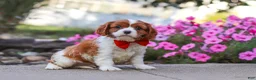 Cavalier King Charles Spaniel dogs for sale: Logan - Ad 3