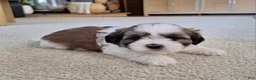 Shih Tzu dogs for sale: Lola - Ad 4
