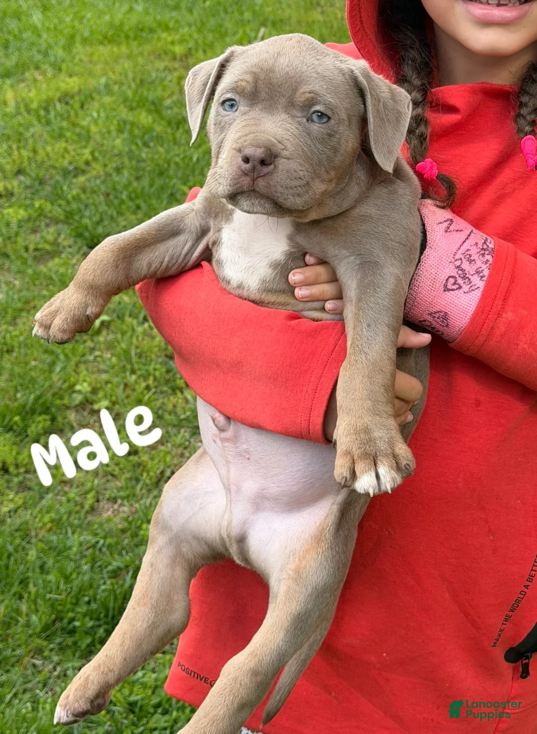 American Bully dogs for sale: American XL Bully - Ad 2