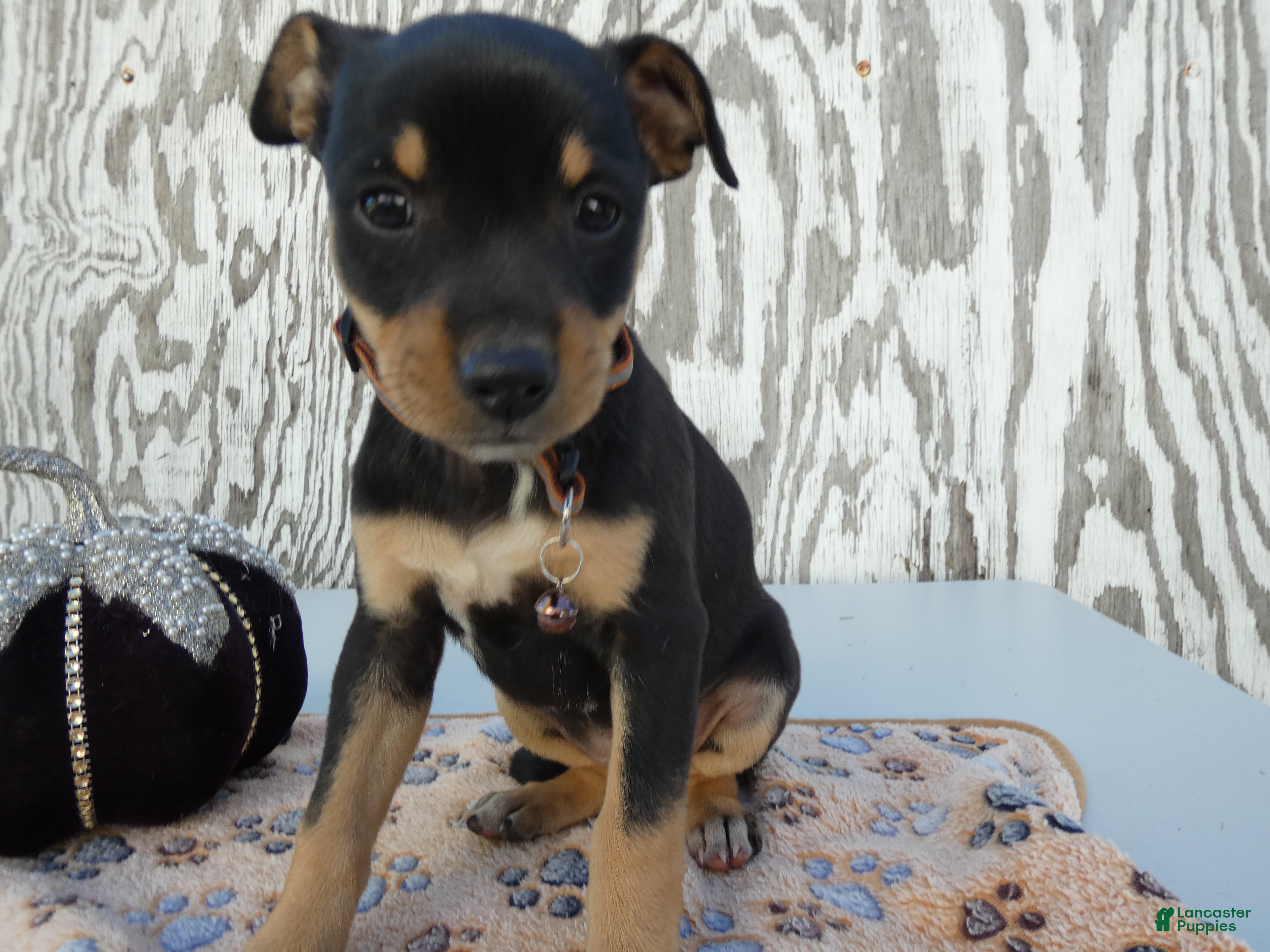 Jack Russell Terrier dogs for sale: Jack Russell Terrier 6 Pumpkin - Ad 1