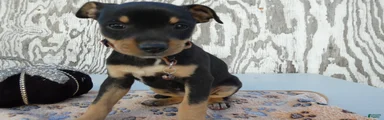 Jack Russell Terrier 6 Pumpkin