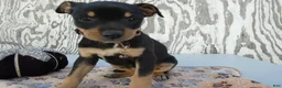 Jack Russell Terrier dogs for sale: Jack Russell Terrier 6 Pumpkin - Ad 1