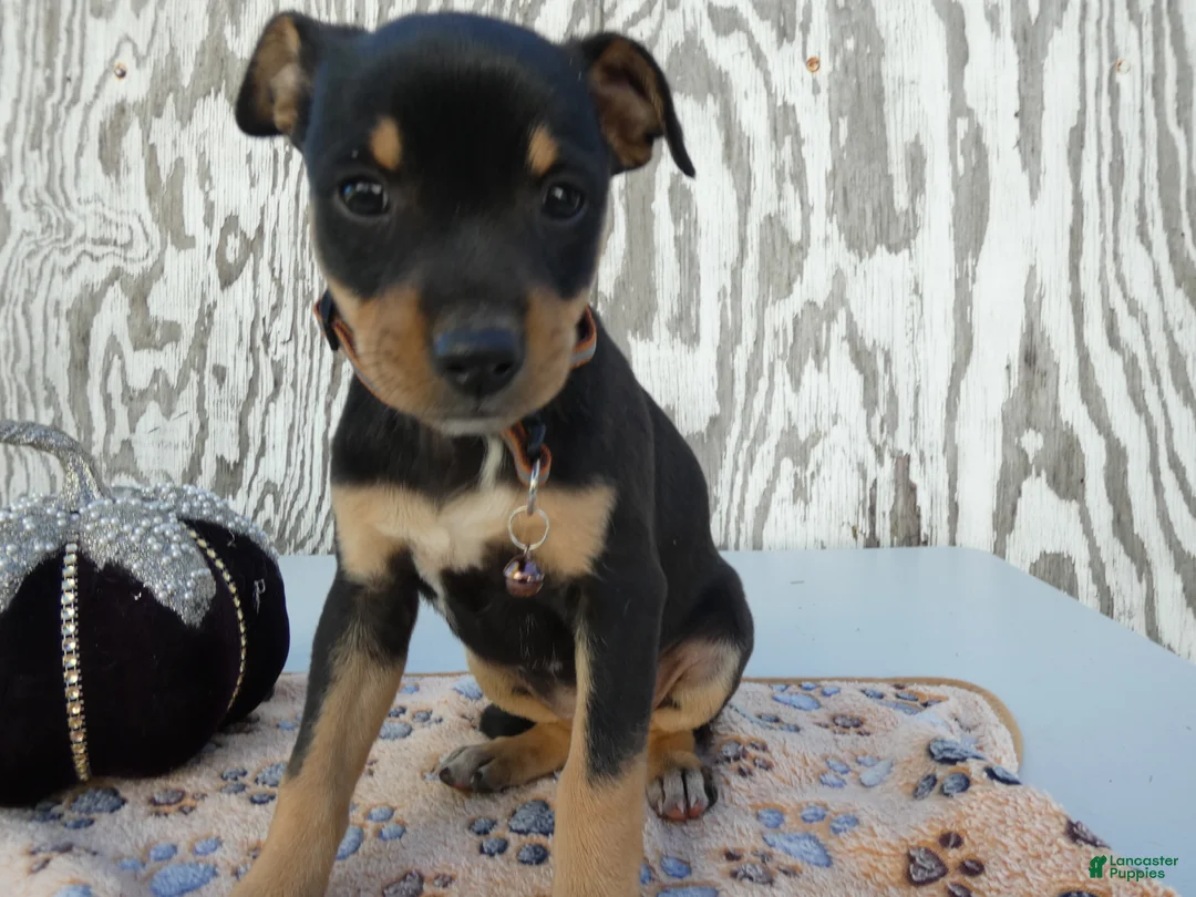 Jack Russell Terrier dogs for sale: Jack Russell Terrier 6 Pumpkin - Ad 1