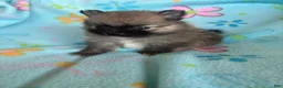 Pomeranian dogs for sale: Pomeranian 2 - Ad 5