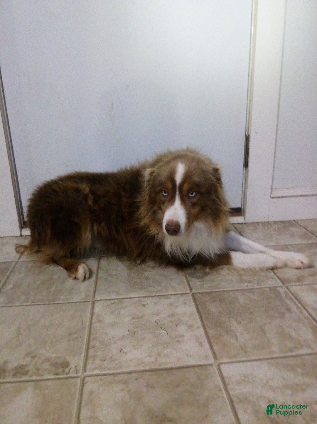 Miniature Australian Shepherd dogs for sale: Trixie - Ad 11